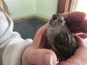 baby birds at 3 weeks