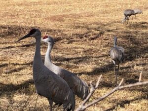 Sandhill Cranes