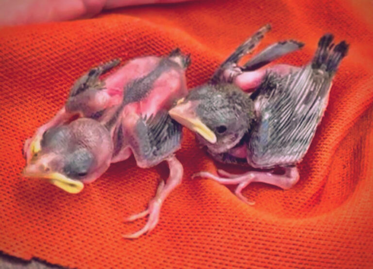 Baby Birds