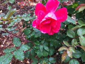 Courtyard Rose